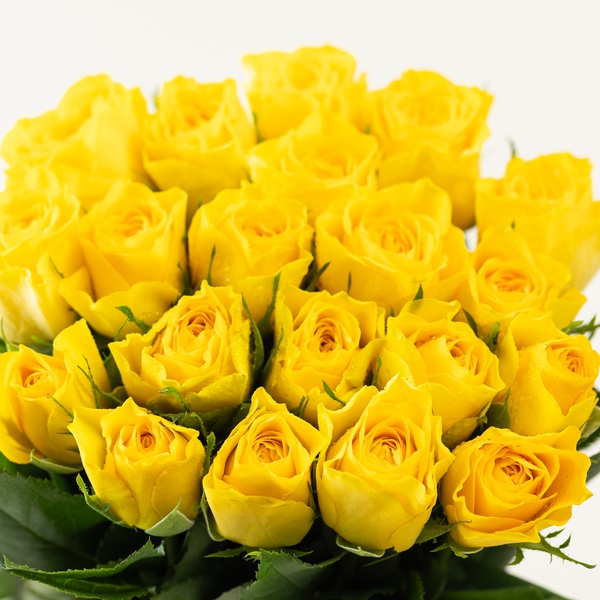 Yellow Roses