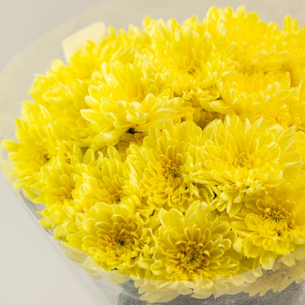 Yellow Chrysanthemums