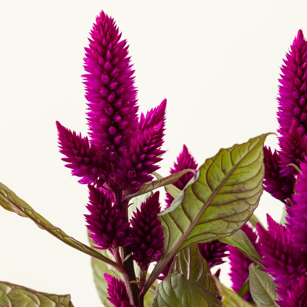 Celosia Plant in Plastic Pot