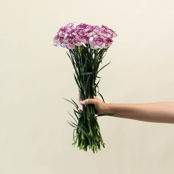 Lavender Carnation Bunch