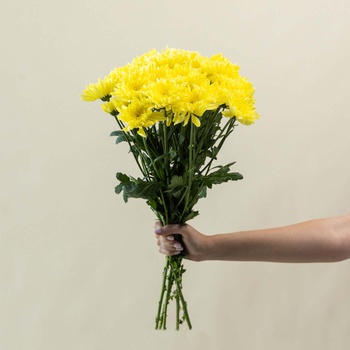 Yellow Chrysanthemums