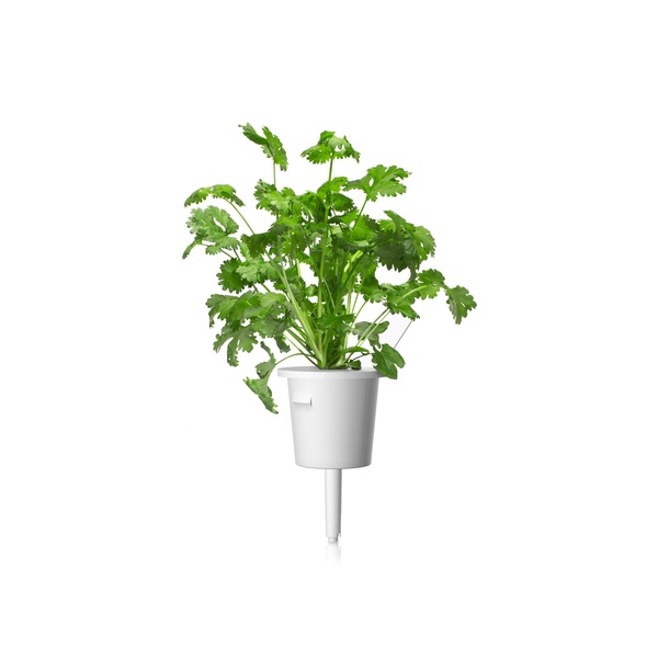Click & Grow Smart Garden Plant Pods Coriander x 3