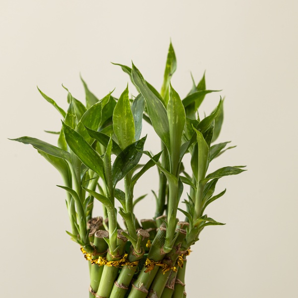 Lucky Bamboo Wheel
