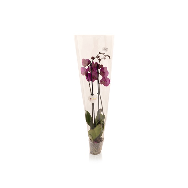Purple Phalaenopsis Stems x 2