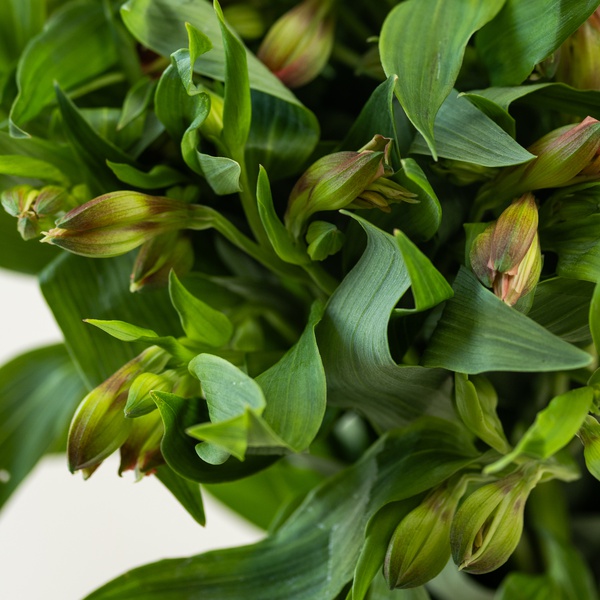 Alstroemeria Salmon Bunch