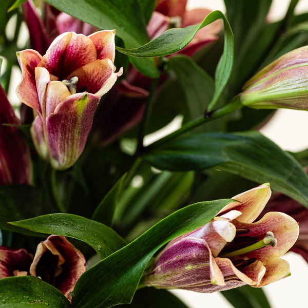 Oriental Pink Lilies