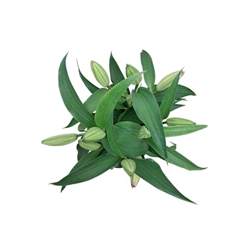 Oriental Pink Lilies