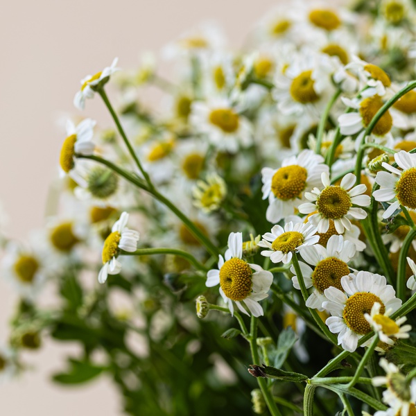 Tanacetum Bunch