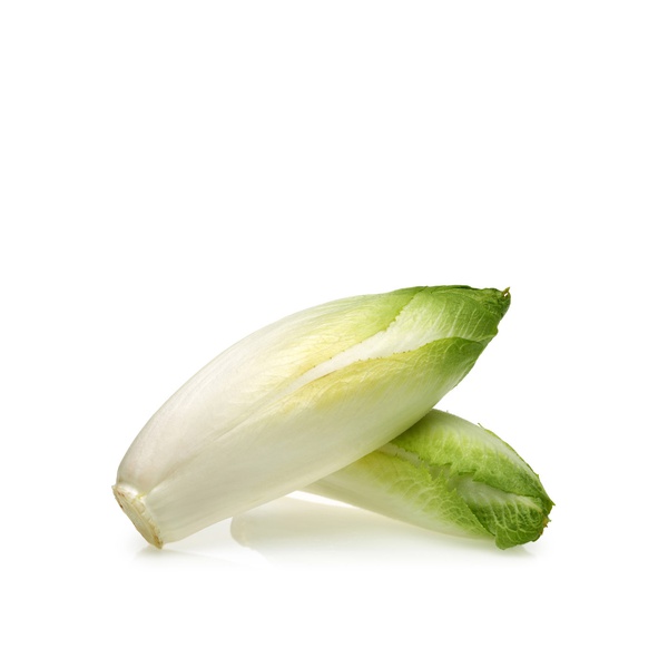 White Chicory Holland KG