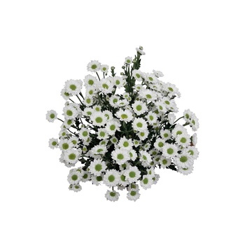 White Chrysanthemum Daisies