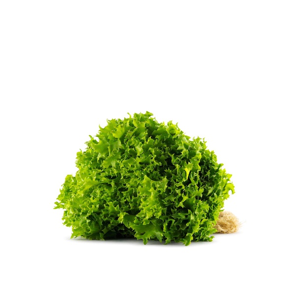 Armela Lollo Biondi Lettuce 1pc