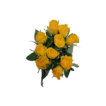 Yellow Roses