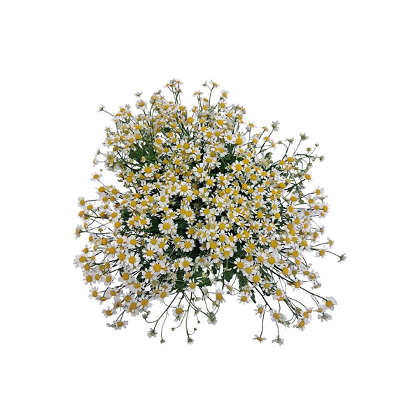 Tanacetum Bunch
