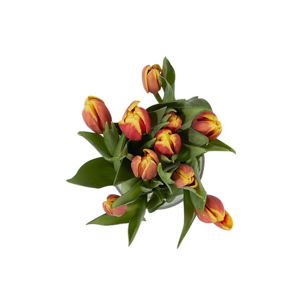Tulip Bunch Bico Orange