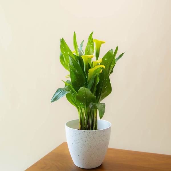 Calla Lily Plant