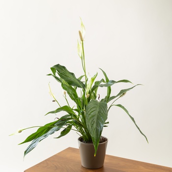 Spathiphyllum in Ceramic Pot