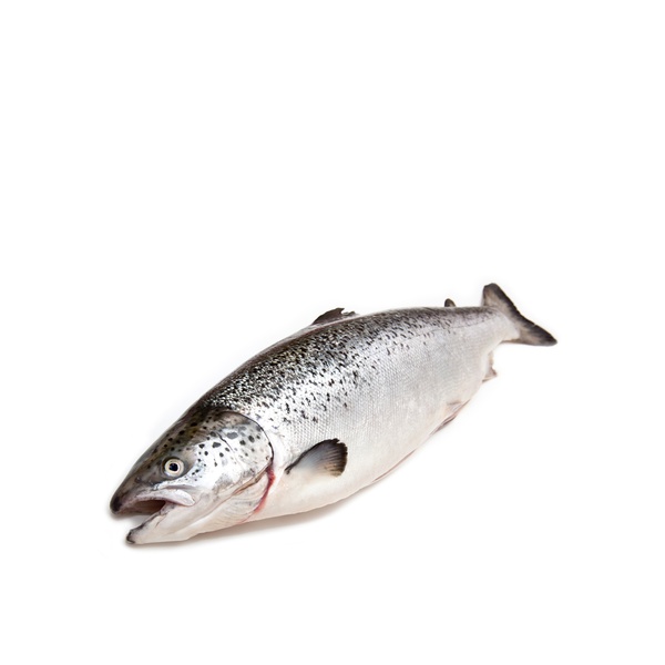 Whole Scottish Salmon 4-5kg
