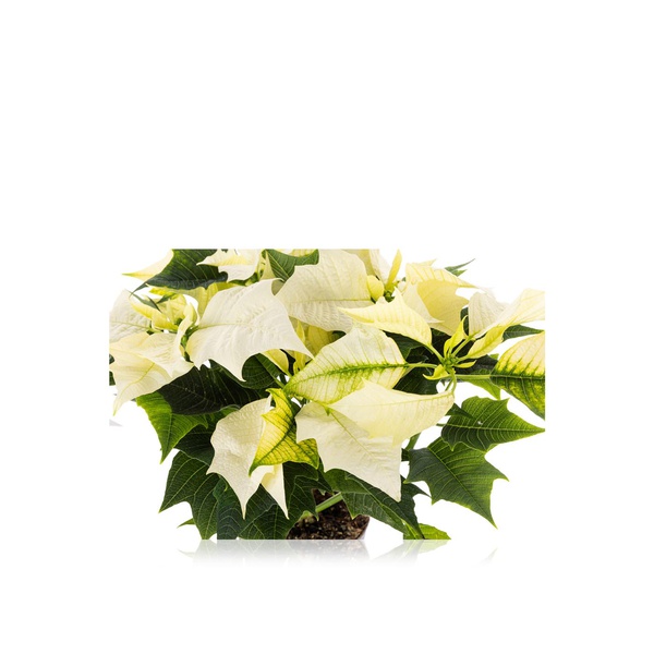 White Poinsettia 30cm