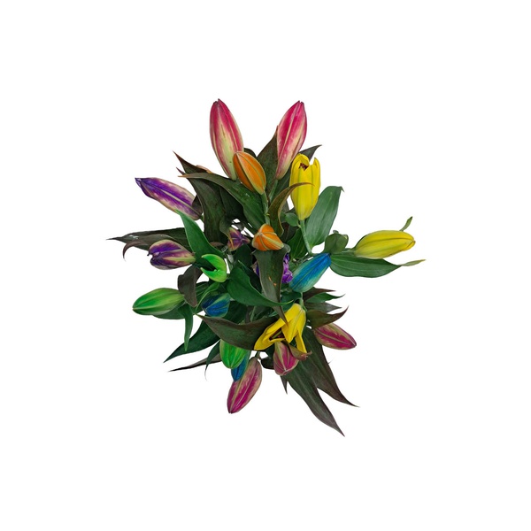 Rainbow Lilies