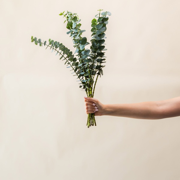 Baby Blue Eucalyptus