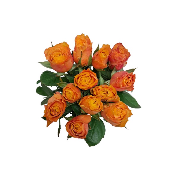 Luxury Orange Roses