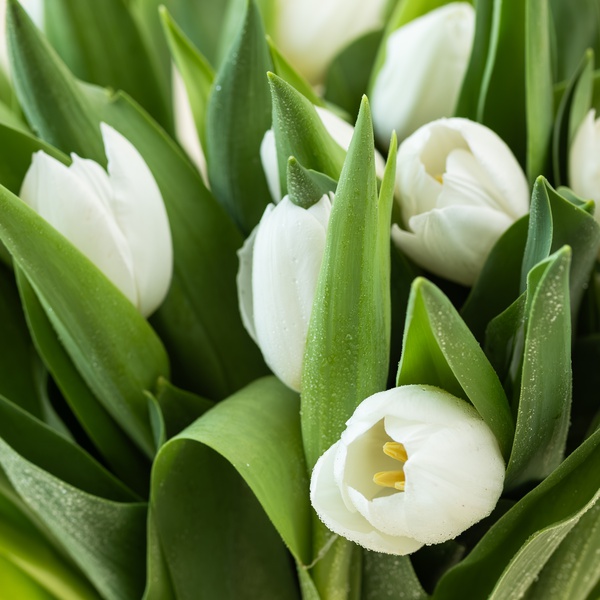 Tulip Bunch White
