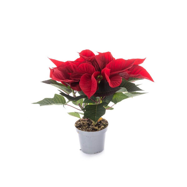 Red Poinsettia 30cm
