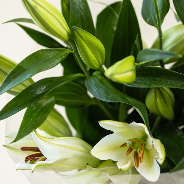Oriental White Lilies