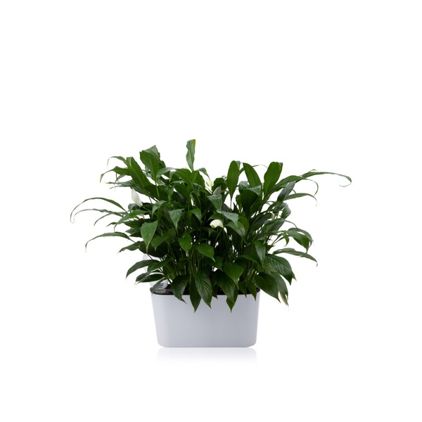 Spathyphyllum Special