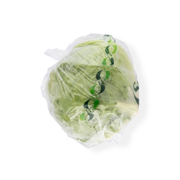 Iceberg Lettuce Holland
