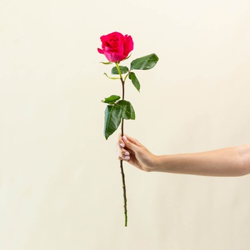 Single Pink Rose