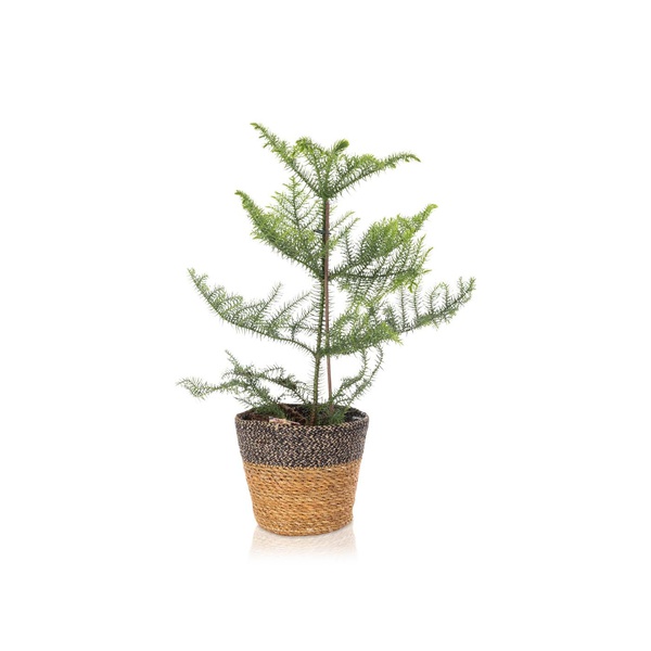 Araucaria Plant 50cm