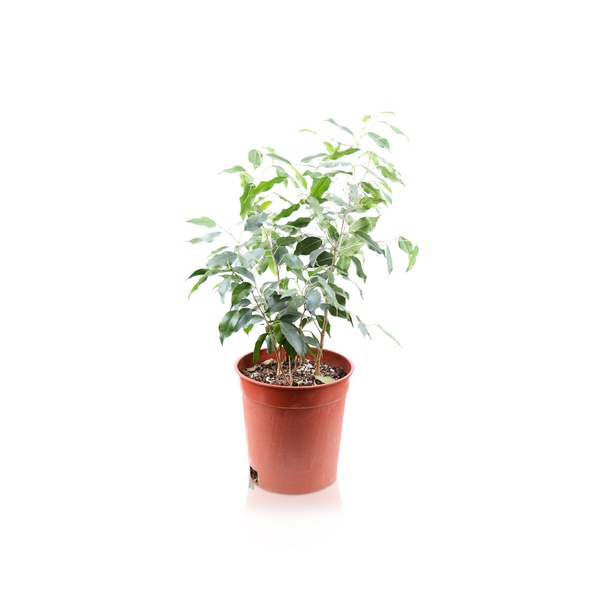 Ficus Benjamina Plant