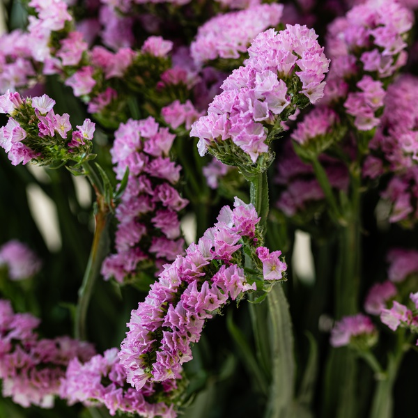 Pink Statice Bunch