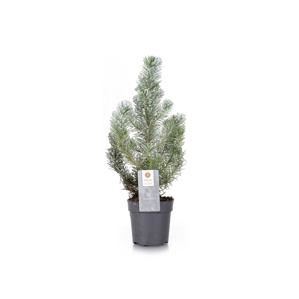 Pinus Pinea 30cm