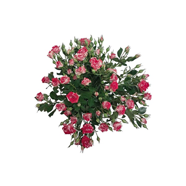 Pink and White Spray Roses