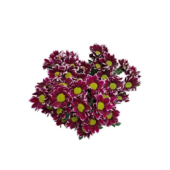 Chrysanthemum Bico Pink Bouquet