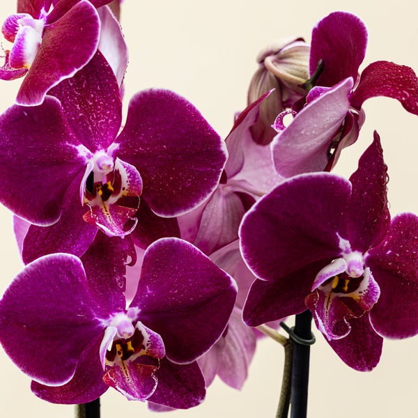 Purple Phalaenopsis Stems x 2
