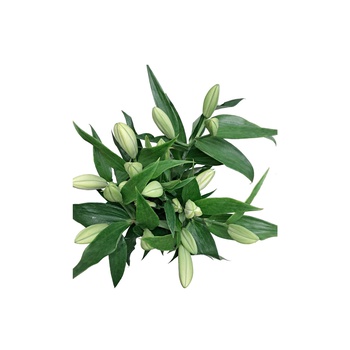 Oriental White Lilies