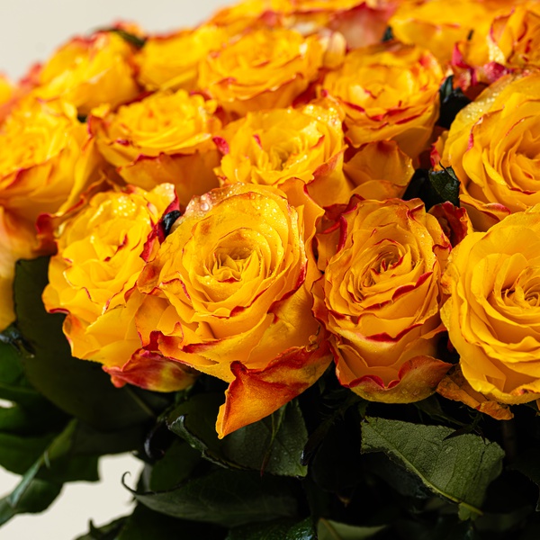 Orange Roses