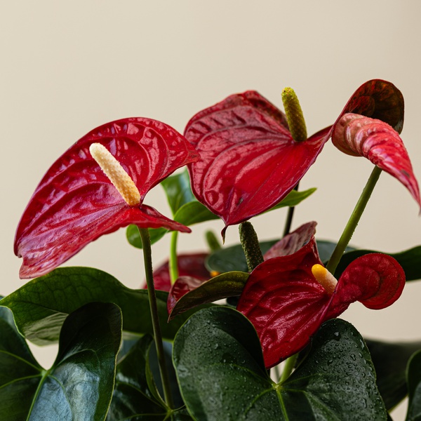Anthurium Decore