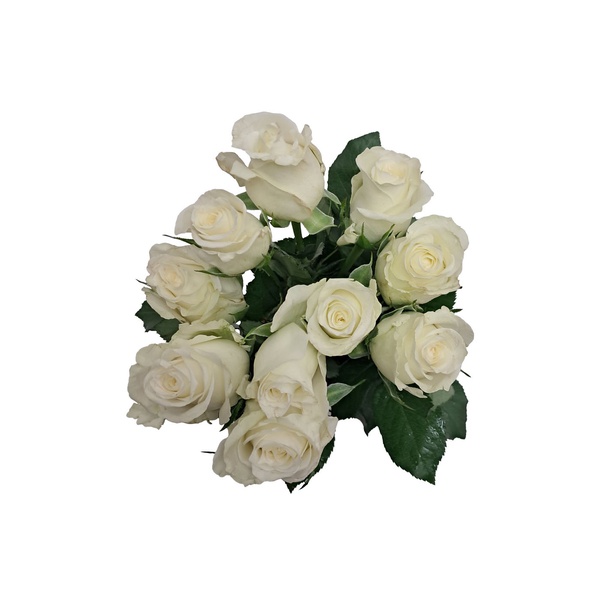 White Roses