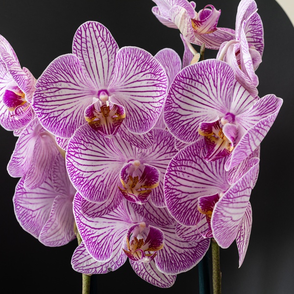Discovery by Spinneys Phalaenopsis Bi-Color Orchid Duo