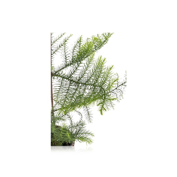 Araucaria Plant 50cm