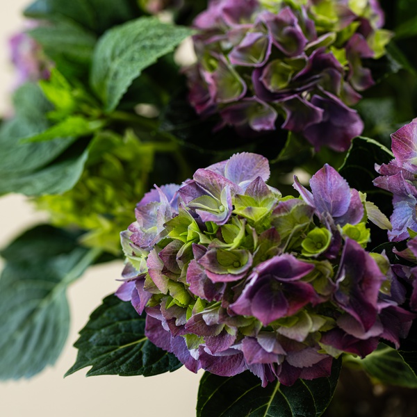 HYDRANGEA SPECIAL