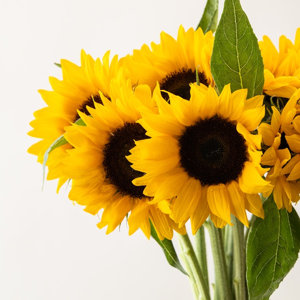 Luxury Sunflowers