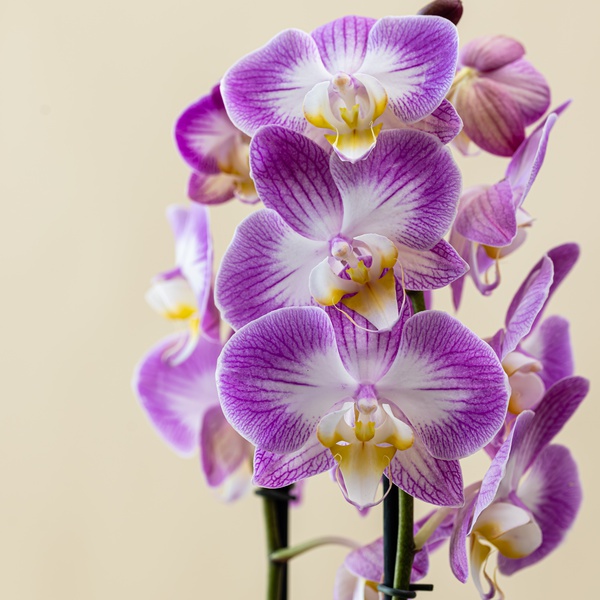 Phalaenopsis Bico