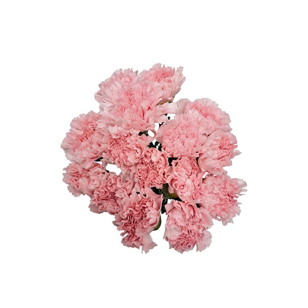 Pink Carnation Bunch