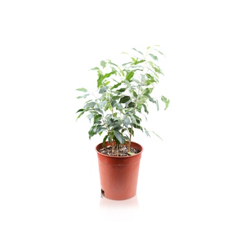 Ficus Benjamina Plant