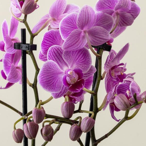 Phalaenopsis Mini in Ceramic Pot